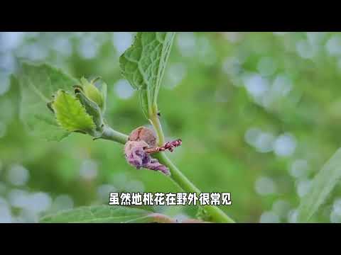 揭秘地桃花的神秘面纱