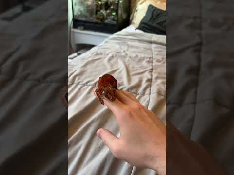 Handling your new gecko tips