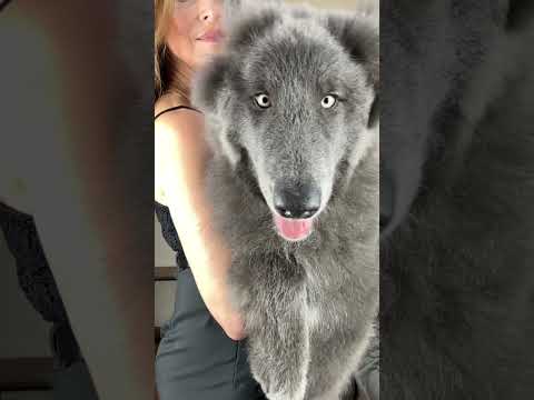 What is a BLUE WOLFDOG?