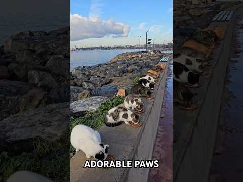 Istanbul and cats, The most peaceful and delightful view in the world.