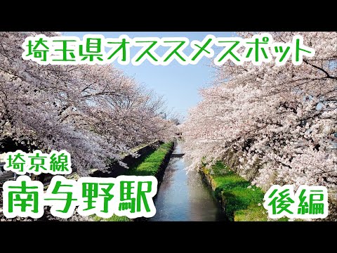 南与野駅『天然記念物と満開桜』