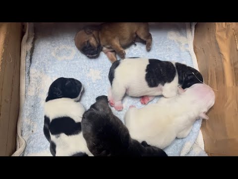 【フレンチブルドッグ】子犬の体重測定２日目！