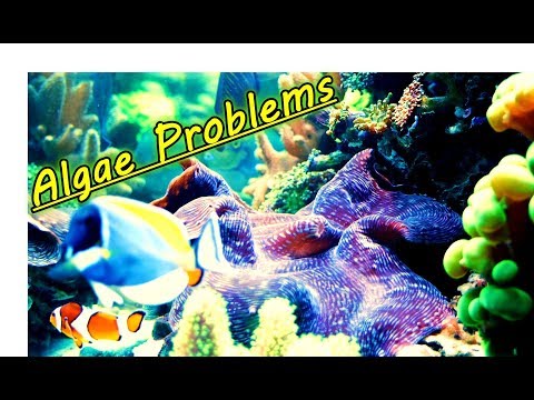 Dealing With Algae In My Reef Tank