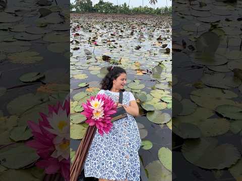 #594 Reached Pink Lake in Kerala ￼|| water lilies in Mallarikal Kottayam