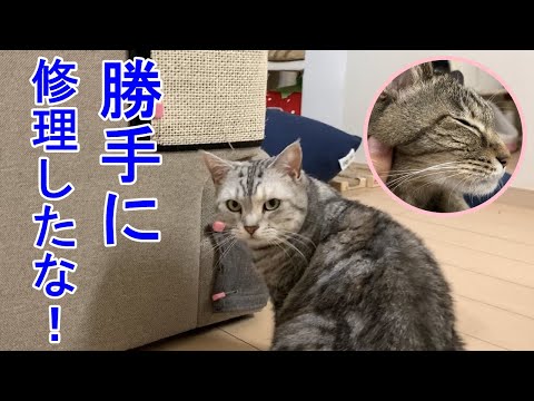 ソファーを修理され怒る猫！おしゃべりペット