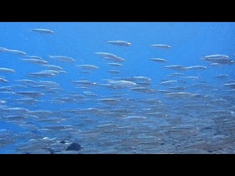 [名前の分からない魚影] 突如、現れた魚の群れ!! 今ならシュノーケルで見れる! バリ島アメッド school of fish in.amed bali