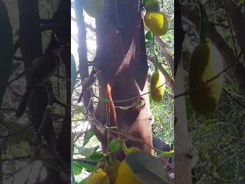 My Jackfruit Tree #shorts #vrialshort