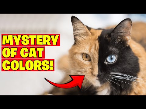 What Your Cat Colors Say About Their Health and Personality