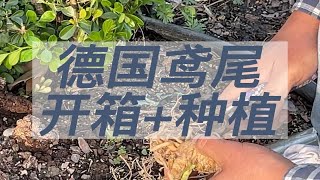 德国鸢尾开箱@JuLy-np2dr 德国鸢尾开箱@椰糠种植者   植物开箱|德国鸢尾老大哥家的妙语，二胖家的康斯坦茨和金松饼。  开箱,园艺,花园,生活记录,记录,种植,分享,鸢尾