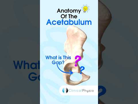 Acetabulum Anatomy #physicaltherapy #physicaltherapy #anatomy #hipjoint