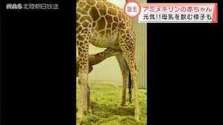 いしかわ動物園でアミメキリン誕生 2021.6.2放送