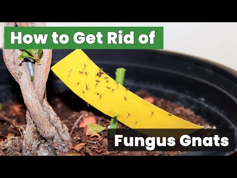 How to Get Rid of Fungus Gnats: The Ultimate Guide You Need!