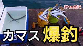 釣り場に着いて直ぐにルアーで良型のカマスが怒涛の大連発！最大37cm超え