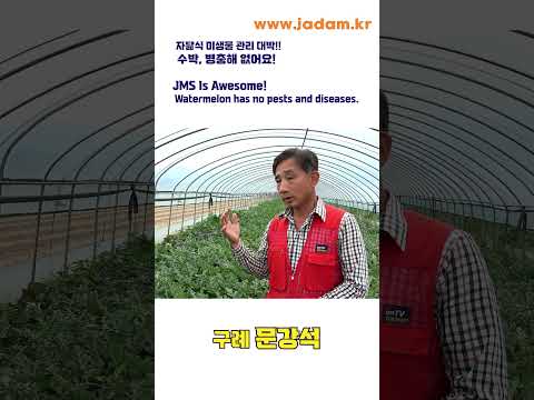 자닮식 미생물 관리 대박! 수박, 병충해 없어요!JMS Is Awesome! Watermelon has no pests and diseases.