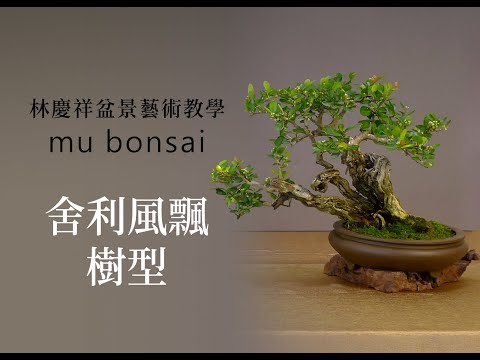 概念篇∣舍利風飄樹型∣請點選字幕 ◤林慶祥盆景藝術教學◢ Bonsai in Taiwan