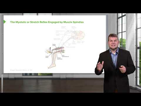 Muscle Nerve Fiber Properties