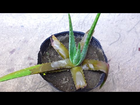 Easy Way To Save A Rotting Aloe vera Plant