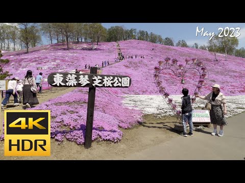 [4K HDR] ひがしもこと芝桜公園を散策-大空町 / Strolling around Higashimokoto Shibazakura Park (Hokkaido, Japan)