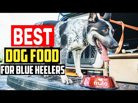 ✅ Top 5 Best Dog Food for Blue Heelers in 2023