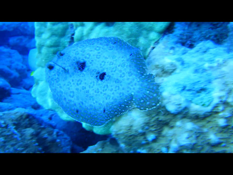 【ハナウマ湾ダイビングツアー！】カレイに会いました！Diving the Hanauma Bay