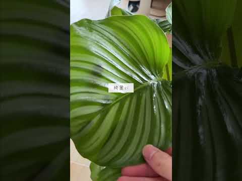 🍀葉っぱに溜まった　埃は拭き取ろう🍀【☘Life with Houseplant】9-18