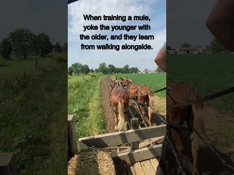 Amish wisdom on Jesus, yokes and mules #shorts #lancasterpa #amish #oldwindmillfarm