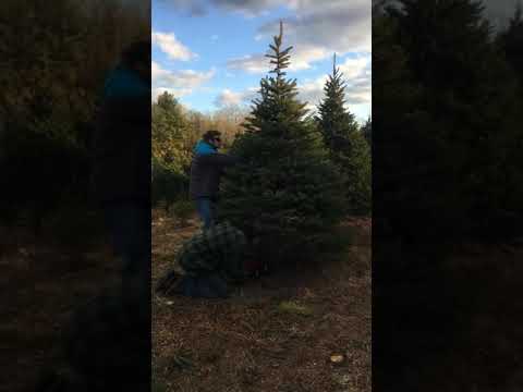 1st time getting a Christmas Tree