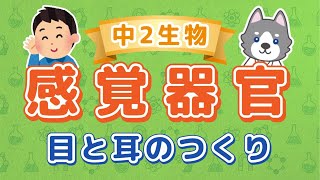 中2理科『感覚器官（目と耳）の構造』