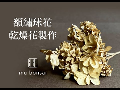 額繡球花復古色乾燥花製作 紙質感香檳金色乾燥花∣茉莉愛草 mu bonsai