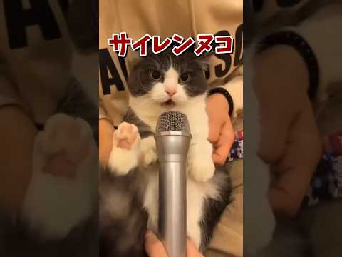 ネッコの動画で癒されたら寝ろｗｗｗ　#2ch #2ch動物スレ #2ch面白いスレ #動物 #犬 #猫 #癒やし #2chほのぼのスレ #ねこ #2chほのぼの #cat