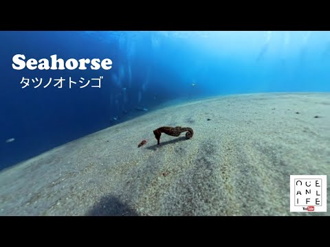 【バリ島】砂地を漂うタツノオトシゴ　#バリ島 #ダイビング  #insta360