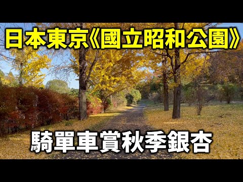 我最喜愛的日本東京《國立昭和公園》，秋季銀杏實在太美了！騎單車賞絕佳美景，聚集各國美女拍照打卡