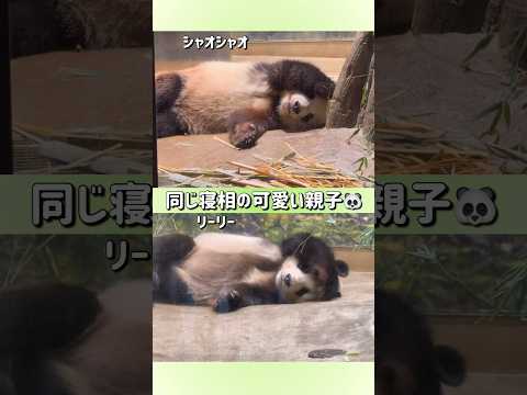 【同じ寝相の可愛い親子🐼💙💚リーリー＆シャオシャオ】〜上野動物園〜