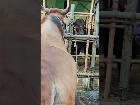 ভাই কত ??? শনিবার 15 জুন ২০২৪। গাবতলী হাটে গরুর দাম | কোন গরুর দাম কত | ভাই কত দাম