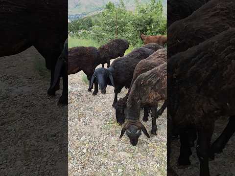 Black sheep in the mountains #mountains #sheep #wildlife #animals #uzbekistan