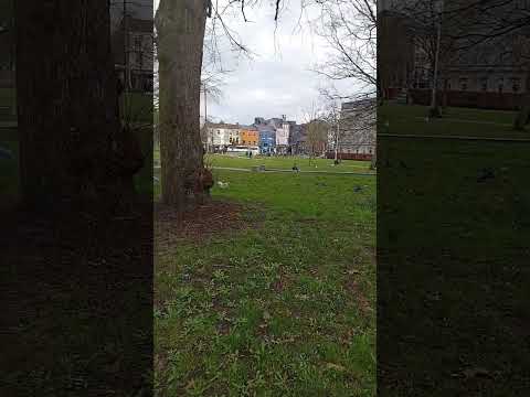 Birds in the park Eyre Square Galway