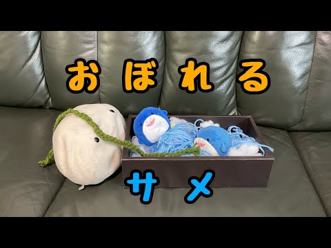 【さめちゃん】おぼれる？？【もっちり】