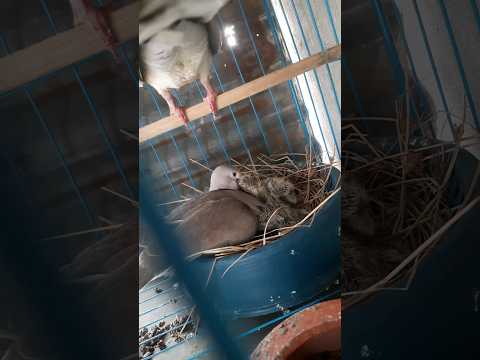 পাখি বাচ্চাকে কিভাবে খাবার খাওয়ায় #birds #funny