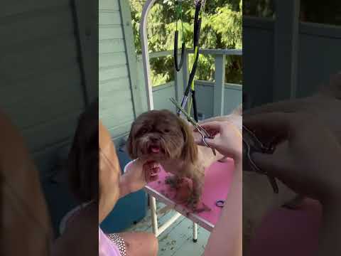 Grooming my shih tzu✂️🐶 #dog #grooming # #trending #puppy #cute #viral #viralshorts #viralvideo