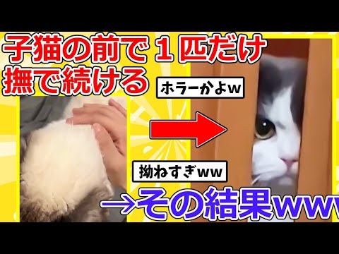 【2ch動物スレ】飼い主さん、子猫の前で一匹だけを撫で続けた結果→予想外の反応www