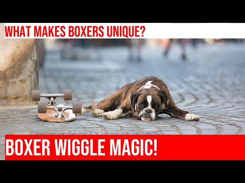 The Funniest Moments with Boxer Dogs - Guaranteed to Make You Laugh!