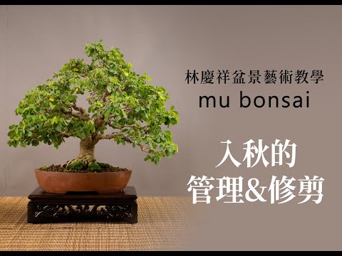 概念篇∣盛夏∣入秋前的管理與修剪 ◤林慶祥盆景藝術教學◢ Bonsai in Taiwan