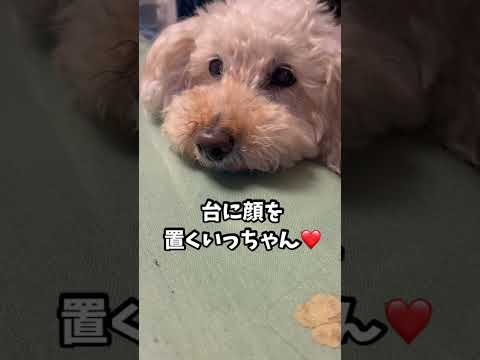 台に顔を、置くいっちゃん❤️ #トイプードル #いぬ #といぷー #dog