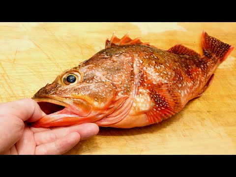 カサゴ（ウッカリカサゴ）のさばき方と刺身の作り方　　Scorpion fish sashimi