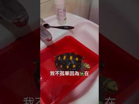 #陪伴雙11🐢🐢