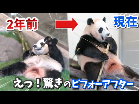 【パンダアイドル楓浜】発表しま〜す！🐼ふうひんの成長分析違いをよく見てくださいw