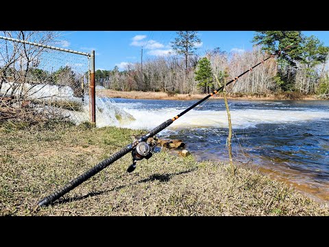 This TINY SPILLWAY Had SO MANY FISH!! (Multiple New Species)