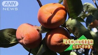 高級「富有柿」の収穫最盛期　山梨・笛吹市(16/11/05)