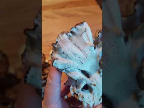 How to Clean Hen of the Woods Mushroom