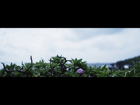 西平安崎（曇り） / SONY FX3 / SIRUI Saturn Anamorphic lens 50mm T2.9